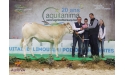 LAURASIA de l'élevage Planté (40), Championne Jeune